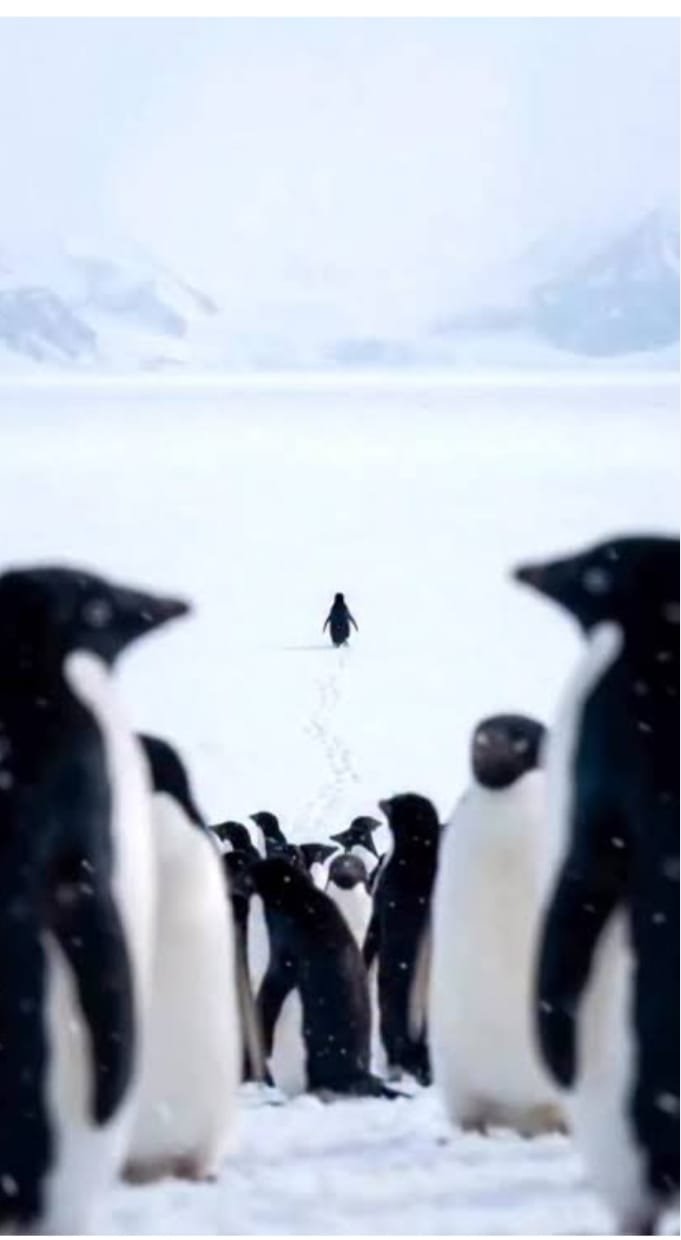 البطريق الذى ترك القطيع