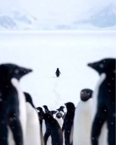 البطريق الذى ترك القطيع